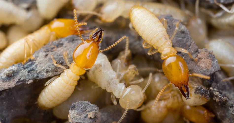WDO Termite Inspection