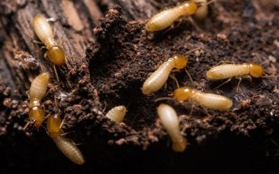 6 Signs You Have Termites in Your Home