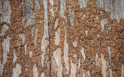 4 Keys to Preventing Termites in the Home